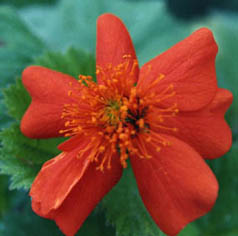 Geum coccineum 'Borisii'
